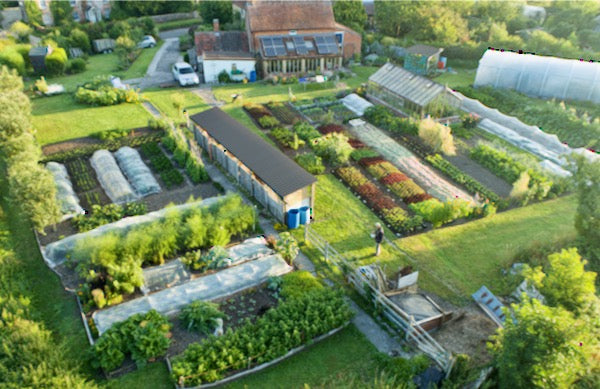 August 2020 fast growth, succession plantings, onion harvest tips, compost quandaries, sowings now and soon