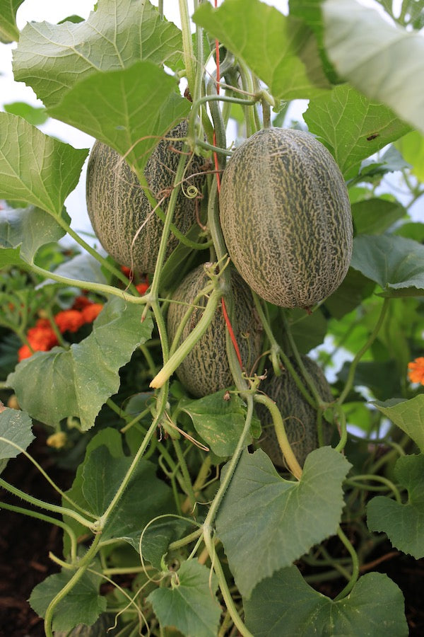 August 15th update keep beds full, cucumbers tomatoes and melons, save seed, make compost, insect covers, store onions