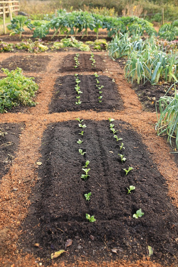 December 2020 Bumper Blog prep for winter, new no dig beds and old sides, harvests, broad beans, energies