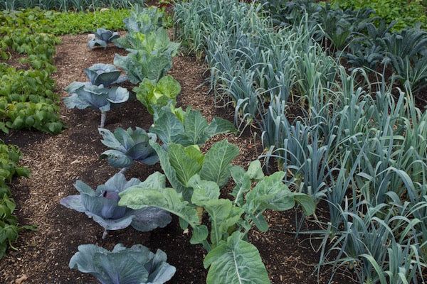 October 2022 harvests of many vegetables, replant more than resow, my trial of no rotation