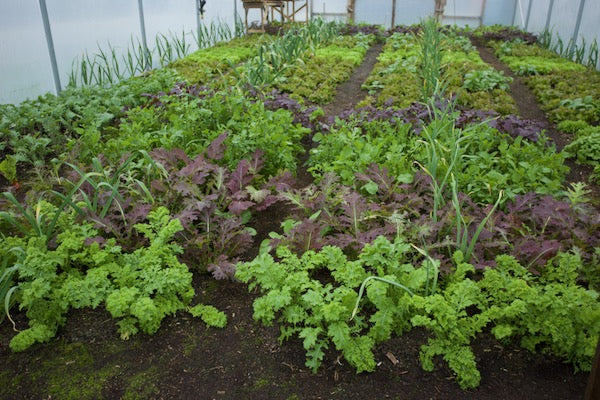 April, hoping for sunshine, many plantings