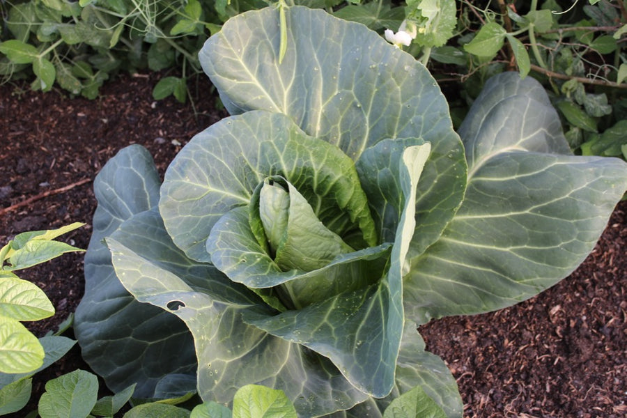 June 2016 no dig, fertility boosts, summer sowing and harvests, making compost, events