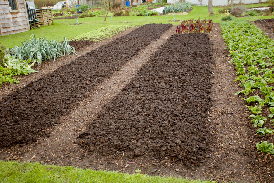 December 2023 winter harvests and no dig prep