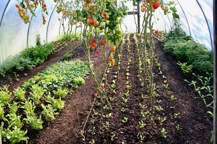 Polytunnels
