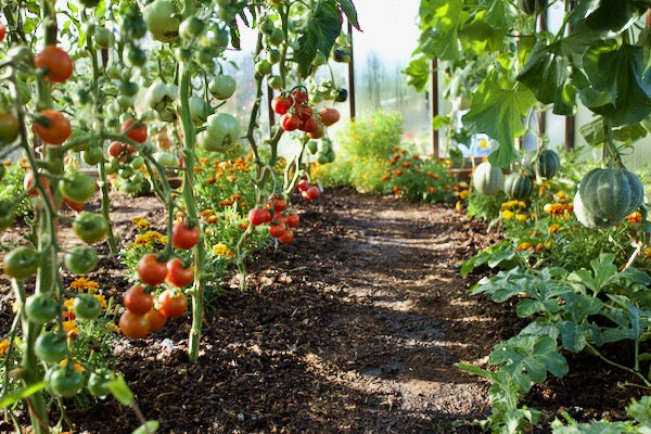 July's second half no dig,  harvest and replant
