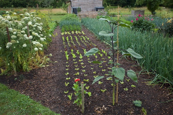 July 2023 full beds, sowings, make compost