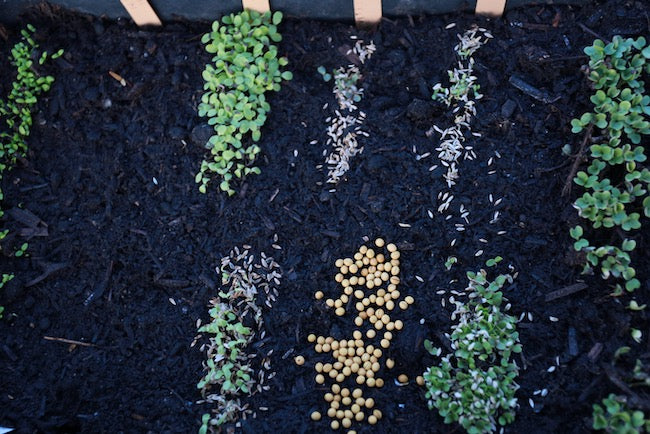 March 2020 propagating, myth busting, weeding, mulch new beds, store vegetables