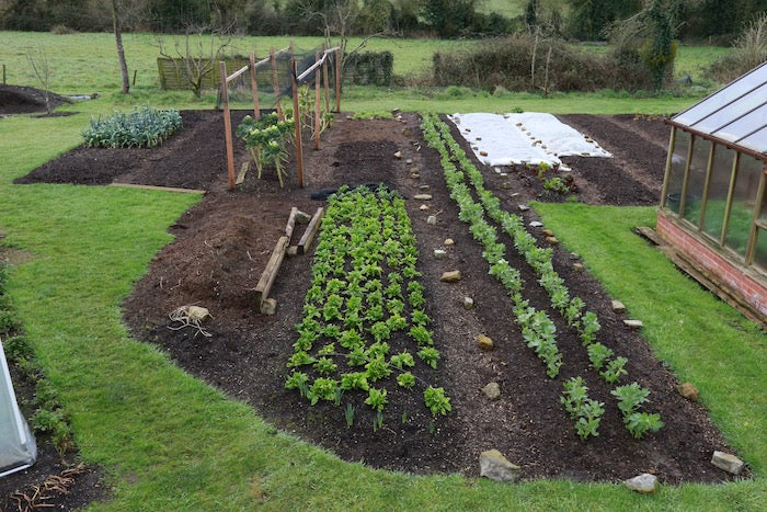 Mid March 2020, catch weeds tiny, set seedlings deep, sowing no dig, weather now live