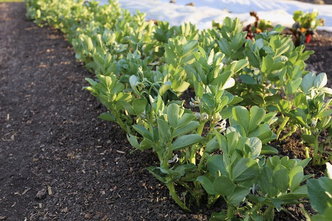 April 2020 no dig methods to sow and plant, transplant size, what is compost, keep sowing