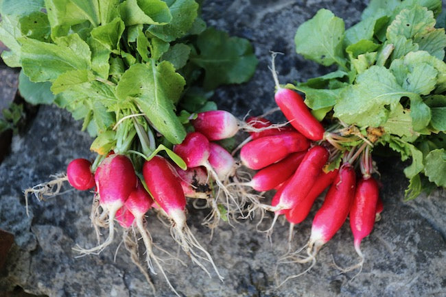 April update of seasonal no dig tips and for new gardeners, seed quality and saving