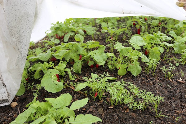 May 2020, propagate, pick, water, pests, no dig, clear to replant, new sowings