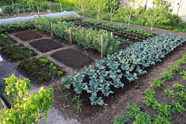 May 2020 update, fast new growth but frost returns, sowing methods, pea supports, compost heaps, carrots, slugs & flea b