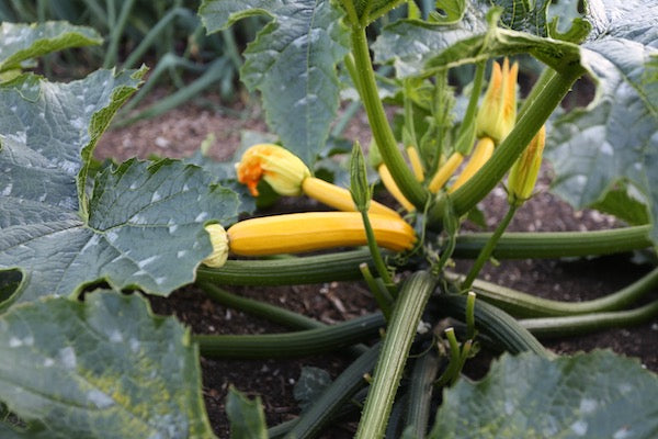 July 2020 summer unfolds with more sowings, interplanting, weeds to hoe or pull, seeds to save, potato harvests and bewa