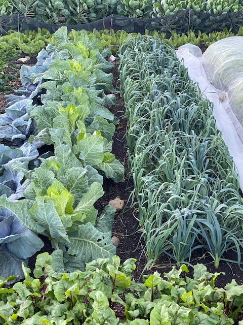 September 2020 no dig, new book, interplant, sow, space, pests, apple(s)