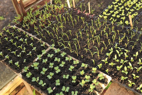 March 2021 update new seedlings and sowings, new land, no dig bed prep, cool spring