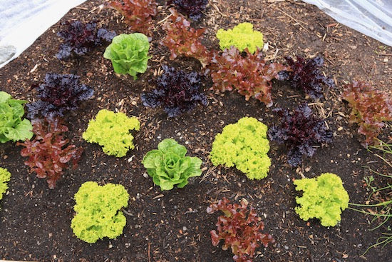 May mid month, no warmth! but leafy vegetables are growing well, tips for new plantings and covers