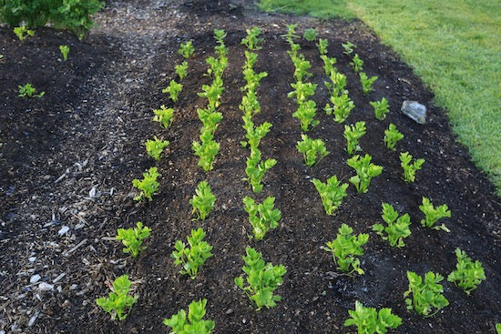 June 2021 summer follows a cold spring, new sowings, bindweed, rabbits, compost qualities, and no dig events