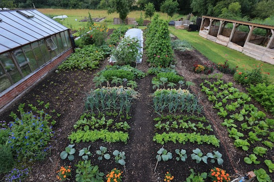 July-early August 2021, no dig potato harvests, bindweed, seed saving, sow and transplant for autumn onwards