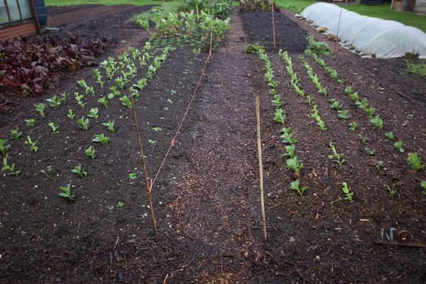 January 2022 no dig so easy, trial results, winter growth and new shoots