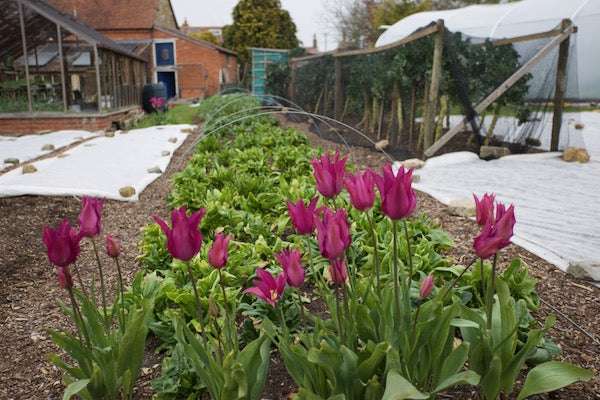 April 2022 plant raising, how to transplant, using covers, no dig fun, compost, salads, beautiful food, NEW weekly advic