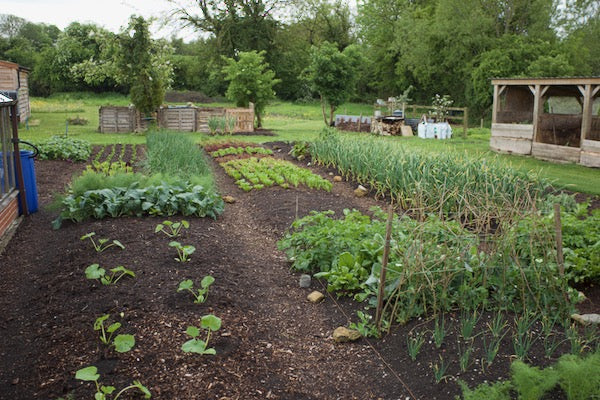 Mid May 22 many new plantings, make lots of compost, my trials of propagation and other composts