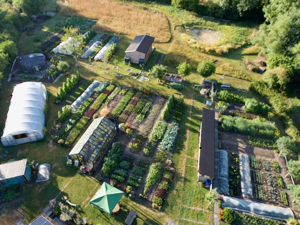 August 2022 vegetable gardening, a second spring for sowings, watering tips, pest strategies, new publications