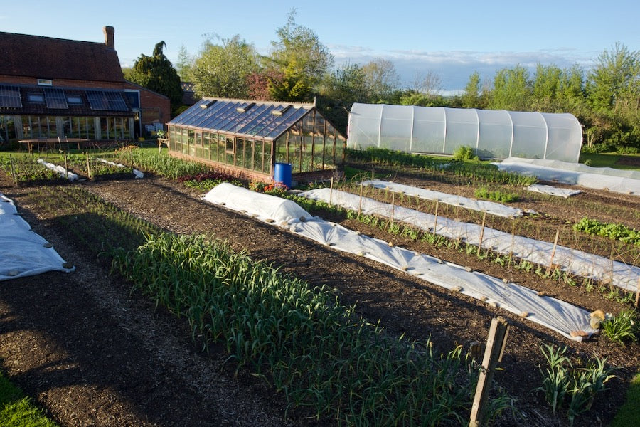 May 2023 no dig sowings, weather issues, slugs