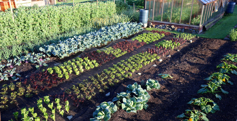 Feb 2015 early sowings