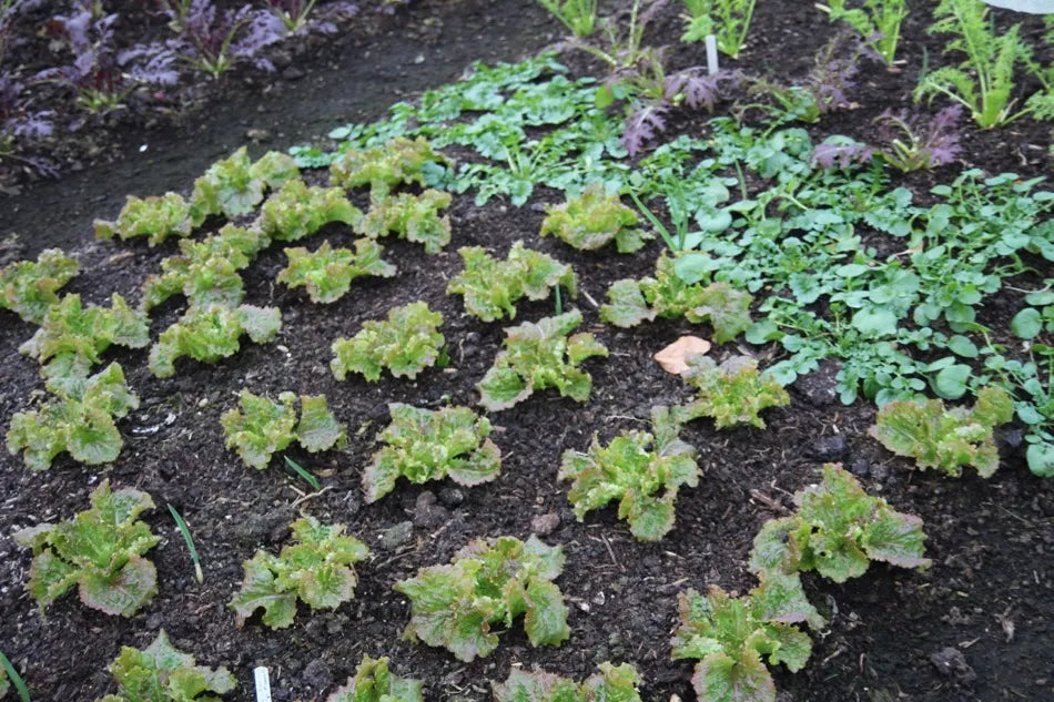 Lower Farm Trials