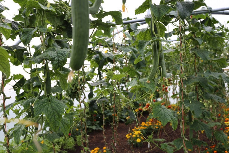 September 2019 sow again, interplants, brassica pests, mildew, no dig allotment, more pyralid damage