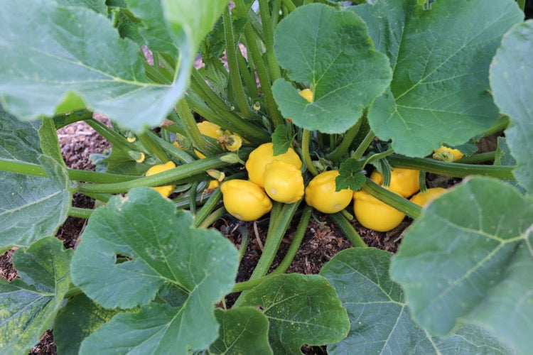 August 2019 new sowings, planting tips, seed saving, pest protection, onions, tomatoes, pyralids