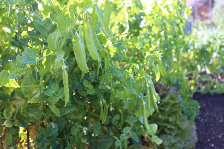 July 2019 harvest-clear-replant, no dig success against pests, clean paths, identify aminopyralid damage