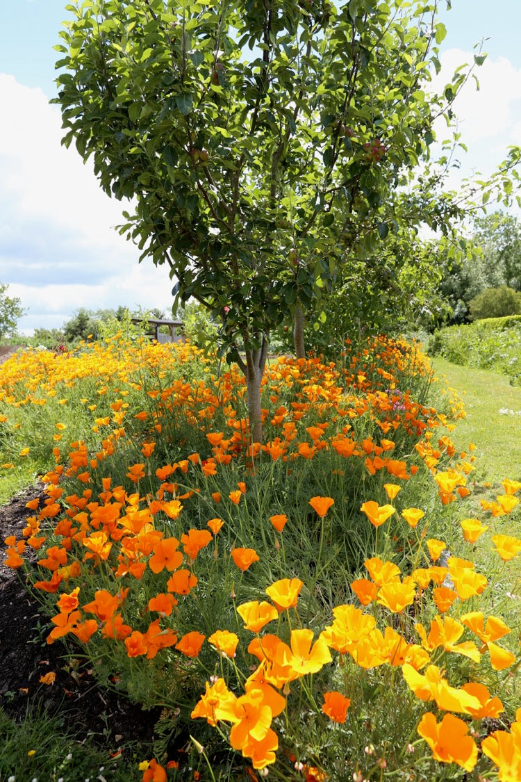 June update 2019 new sowings, harvests, making compost, no dig flowers, more on aminopyralid