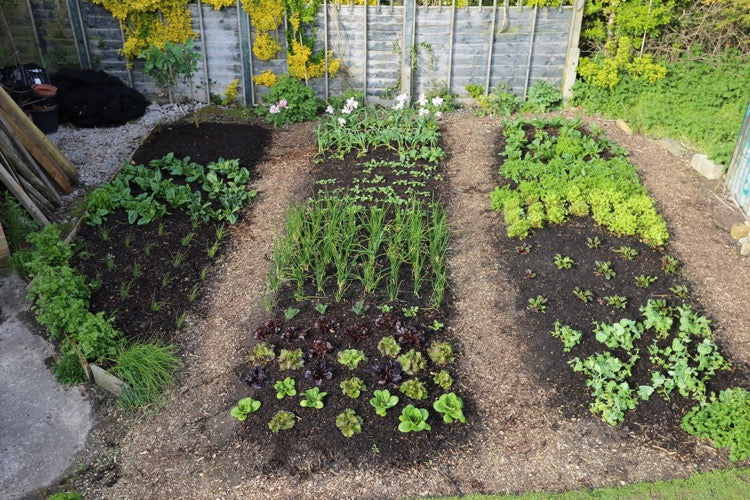 April update, warmth loving veg, no dig cropping and weed plus slug control, small garden