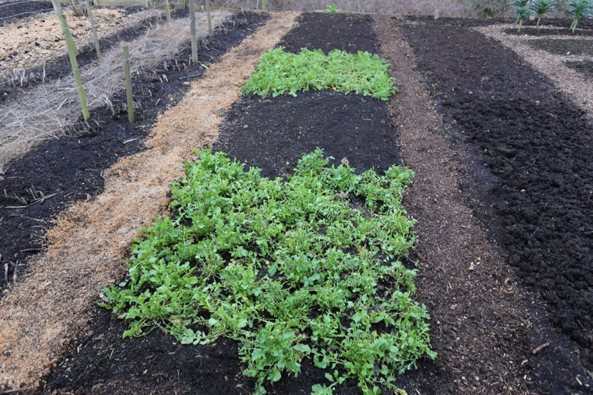 January 2019 myths about no dig, events, winter jobs and food