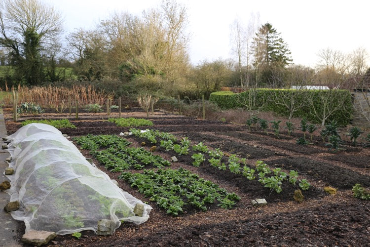 February 2019 a few sowings, compost and mulching, courses, snow and pigeons