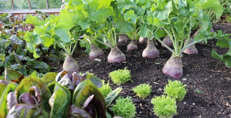 October 18 mid month: new veg, new book, make compost, sow or plant, no dig