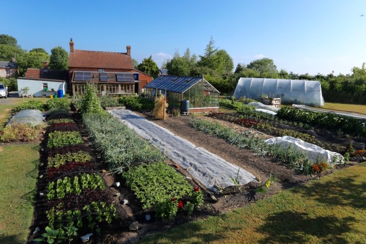 July 15th blog: drought & watering, small garden, heat & aubergines, lettuce; new sowings