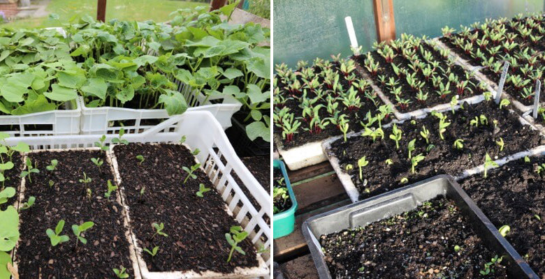 June 2018 new sowing & planting, rapid growth, compost making, no dig flowers