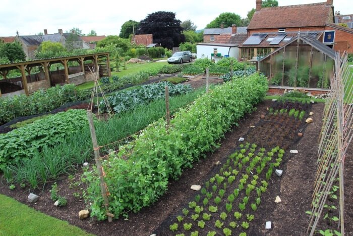 January 2018 the winter garden, new beds, no rush to sow, salad harvests no dig