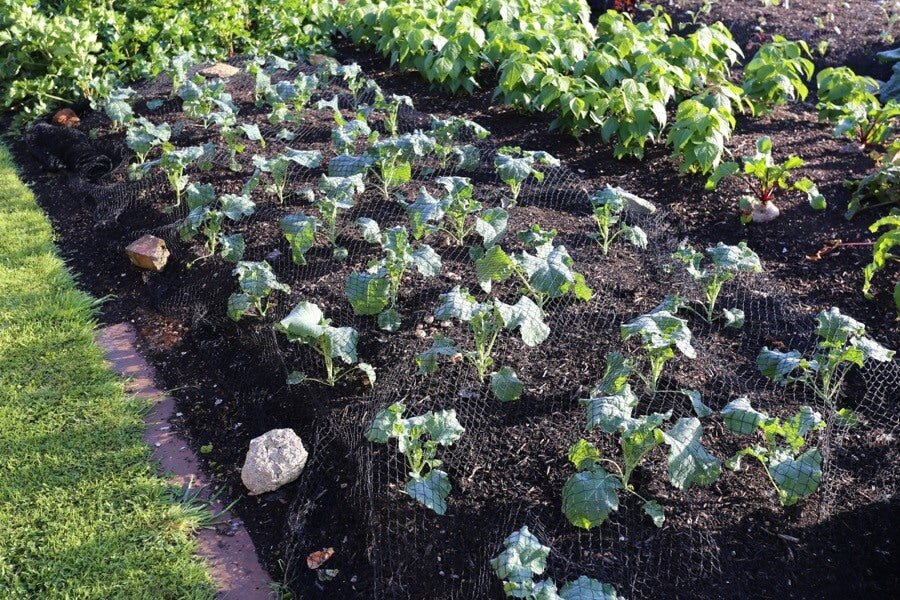 September update: protect veg, when to harvest, growth examples by sowing date, seed age & sowings