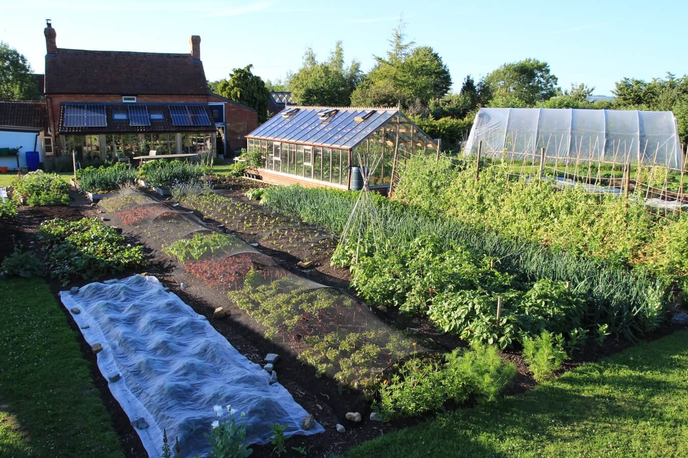July mid month: new & companion plantings, seed saving, tomato ripening, your gardens, onions, compost