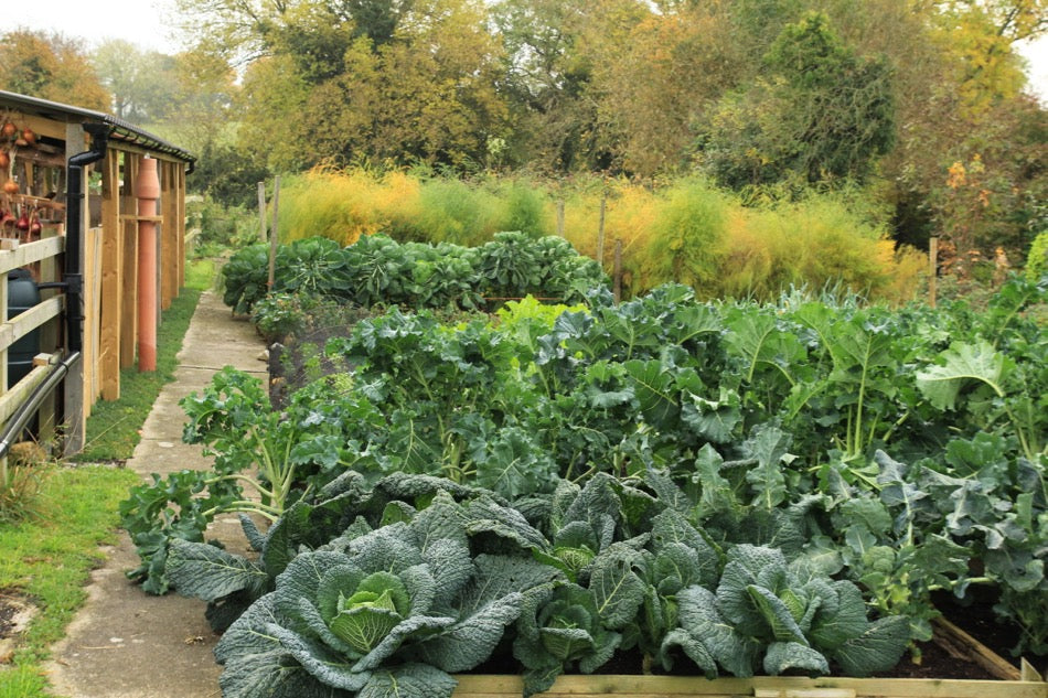 November 2016, harvests before frost, veg for autumn and winter
