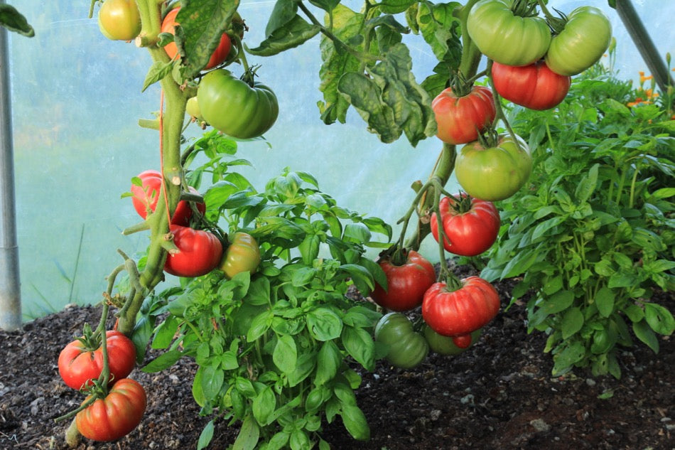 August 15th tomatoes, sowing, harvests, watering, filming, Chilli Festival
