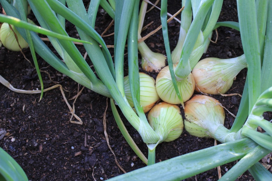 July update, potato and onion harvests, compost quality, saving seed, summer pruning, garden visits