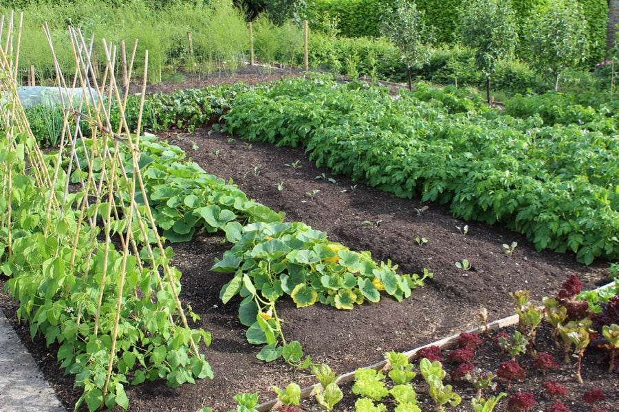 July 2016, potato flowering and blight, comparing dig/no dig, harvests then clear, replant