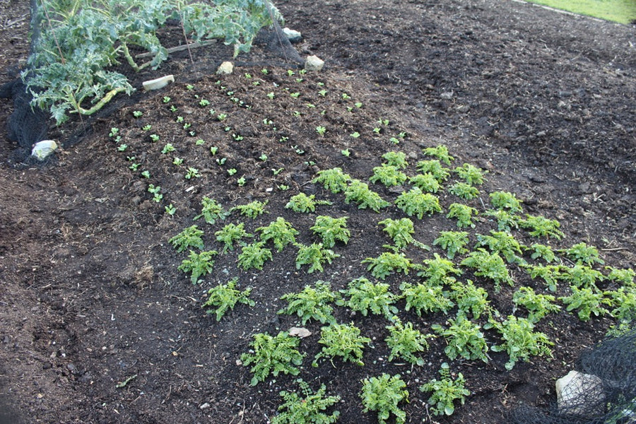 Mid March 2016, sowing and planting in no dig