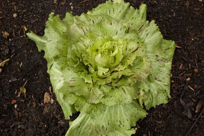 Starting 2024, what changes?