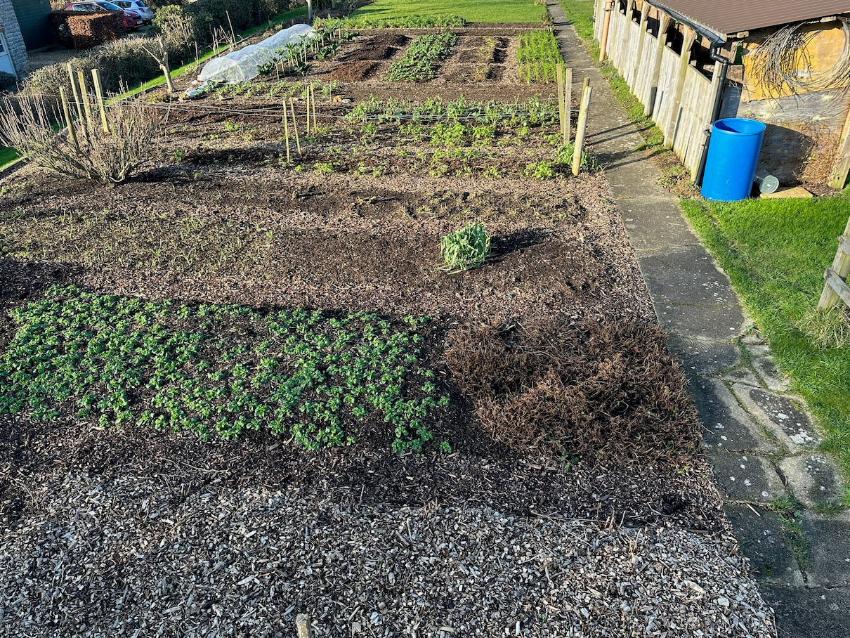 Midwinter 2024 15th January