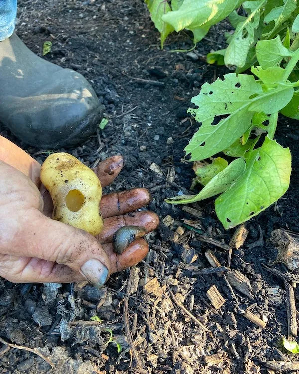Slug Reduction – Charles Dowding
